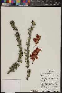 Fouquieria splendens image