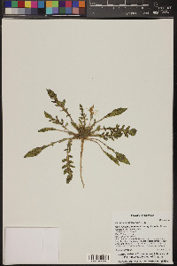 Oenothera primiveris image