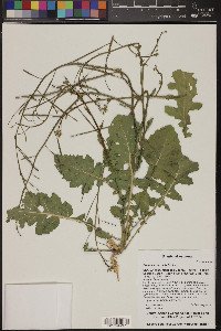 Brassica tournefortii image