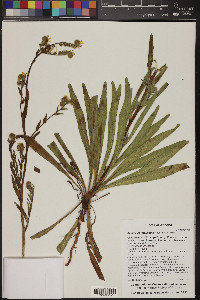 Amsinckia intermedia image