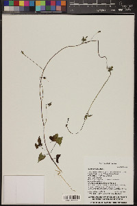 Ipomoea coccinea image