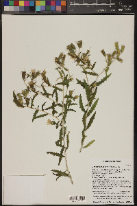 Mentzelia multiflora image