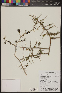 Lycium exsertum image