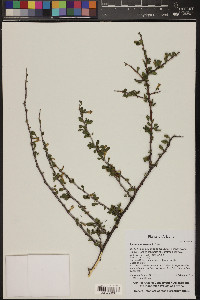 Lycium exsertum image