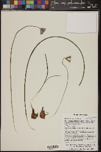 Dichelostemma capitatum image