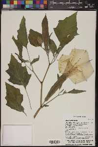 Datura wrightii image