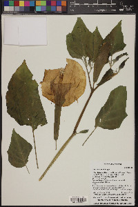 Datura wrightii image