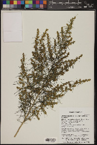 Ambrosia salsola image