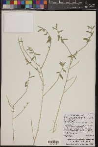 Argythamnia sericophylla image