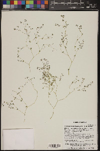 Euphorbia polycarpa image