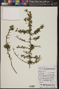 Lycium exsertum image