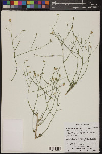 Stephanomeria pauciflora image