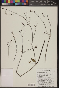 Boerhavia coccinea image