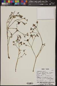 Trianthema portulacastrum image