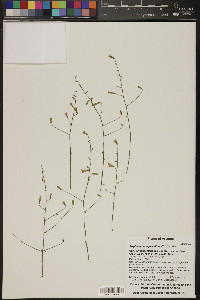 Stephanomeria pauciflora image