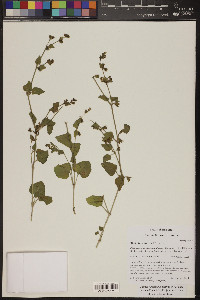 Mirabilis laevis image