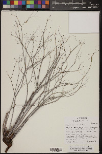 Eriogonum inflatum image