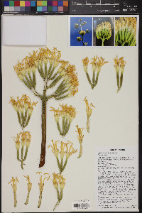 Agave chrysantha image