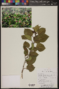 Rhus ovata image