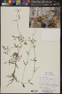 Cottsia gracilis image