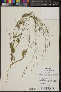 Boerhavia coulteri image