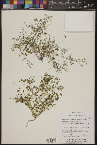 Euphorbia polycarpa image