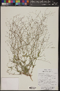 Boerhavia intermedia image