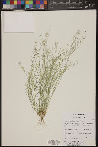 Bouteloua aristidoides image