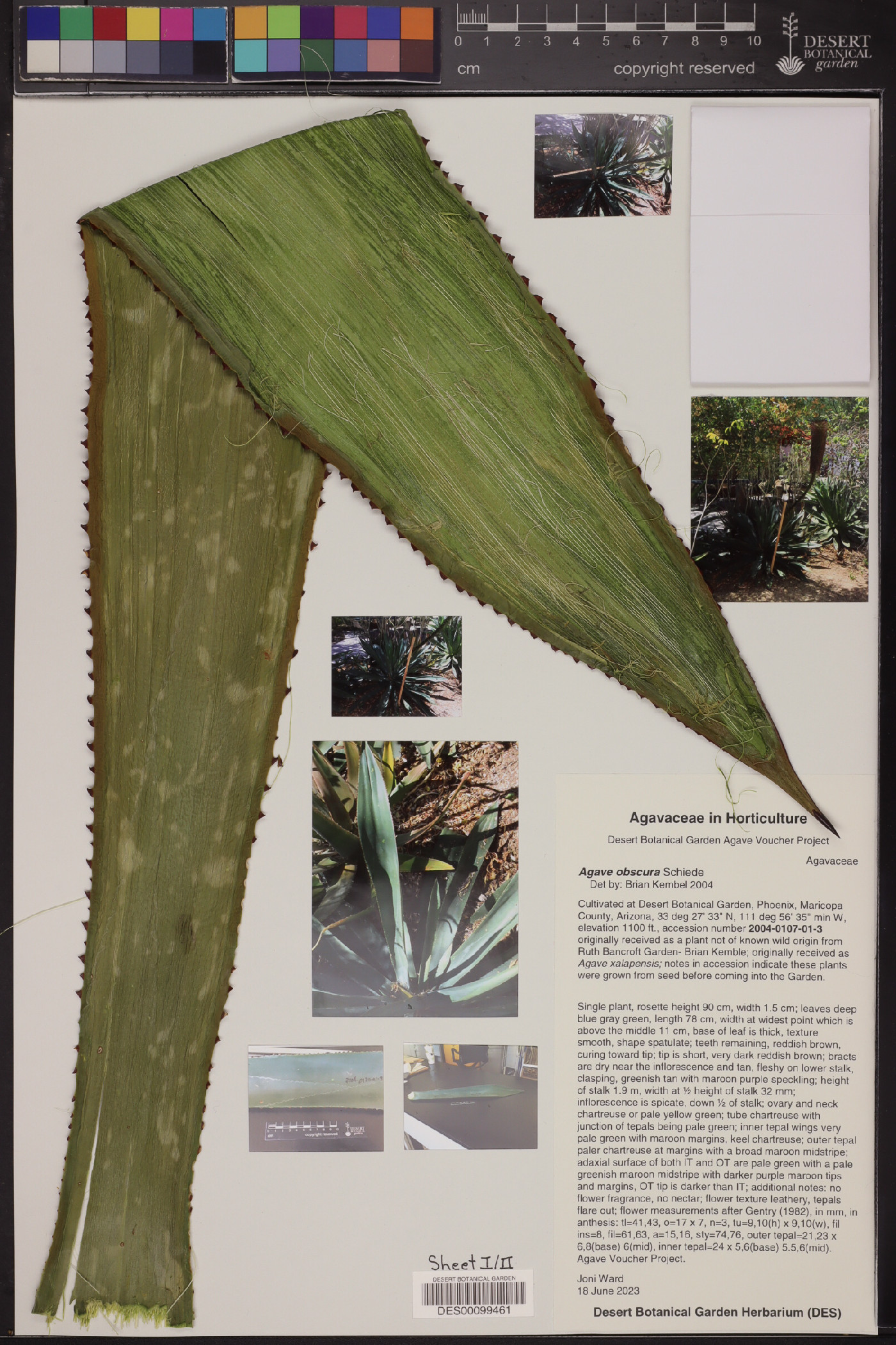 Agave obscura image