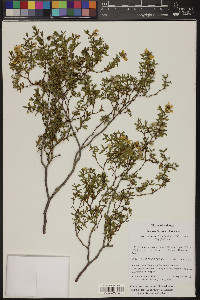 Larrea tridentata image