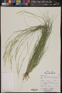 Aristida adscensionis image