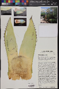 Agave parrasana image