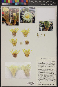 Parodia leninghausii image