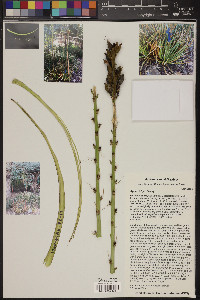 Agave felgeri image