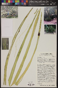 Agave felgeri image