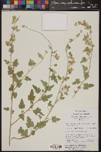 Sphaeralcea ambigua image