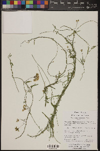 Funastrum cynanchoides image