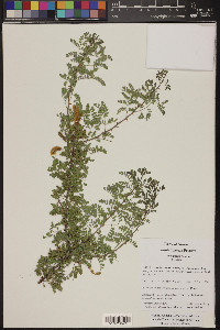 Acacia greggii image