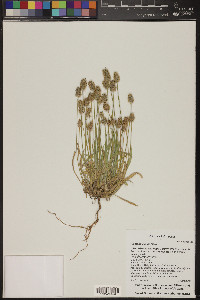 Plantago ovata image