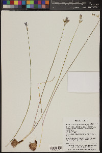 Dichelostemma capitatum image