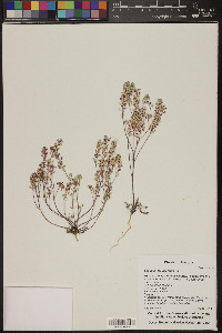 Lepidium lasiocarpum image