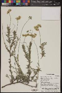 Eriogonum fasciculatum image