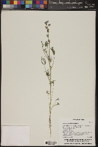 Lupinus sparsiflorus image