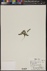 Phacelia crenulata image