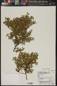 Larrea tridentata image