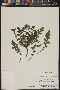 Phacelia crenulata image