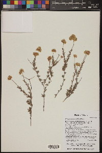 Eriogonum fasciculatum image