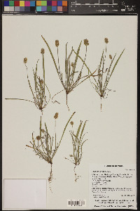 Plantago ovata image