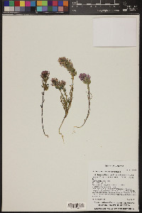 Castilleja exserta image