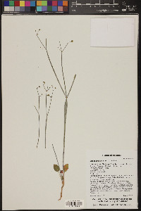 Eriogonum inflatum image